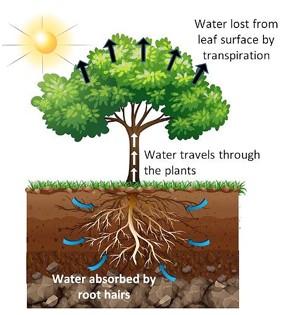 Diagram illustrating transpiration in a plant leaf.