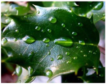 Cross-section of a leaf showing a thick waxy cuticle.