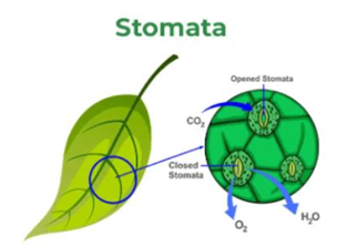 Leaf underside showing stomata.