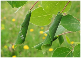Example of a grass leaf rolled up to conserve water.