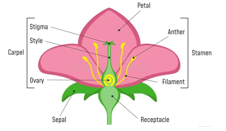 Diagram showing parts of a typical flower including sepals, petals, stamen (anther, filament), and pistil (stigma, style, ovary).