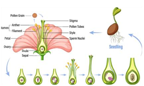 Diagram showing pollen tube growth and fertilization in a flower ovule.