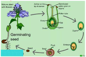 Diagram illustrating seed and fruit development from ovule and ovary.