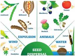 Examples of seed dispersal methods: wind, animal, water.