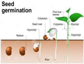 Diagram showing stages of seed germination.
